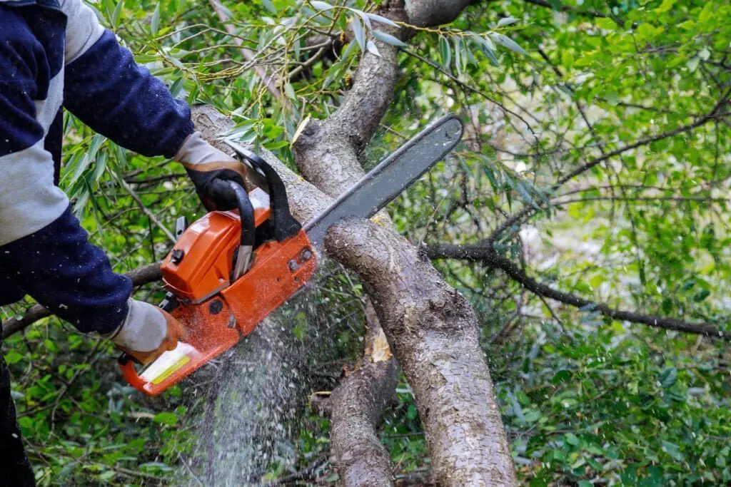 Tree Service Columbia SC